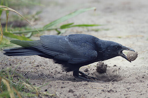  Corbeau américain mangeant un œuf de tortue. Photo de Svetlana Foote /