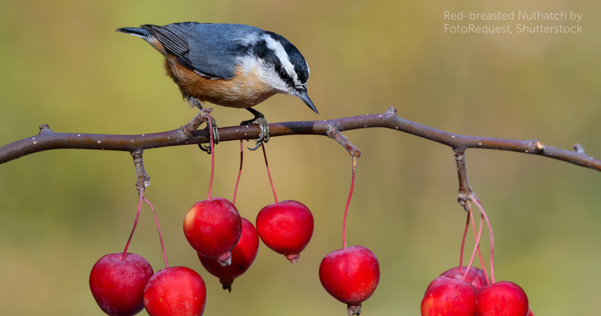 Red-breasted Nuthatches: Small Songbirds of the Forested United States