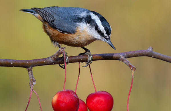 A Red-breasted nuthatch sitting on a branch