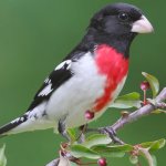 A rose-breasted grosbeak sitting on a branch