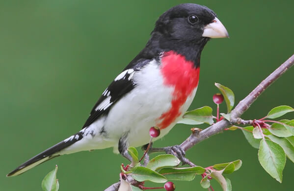 A rose-breasted grosbeak sitting on a branch