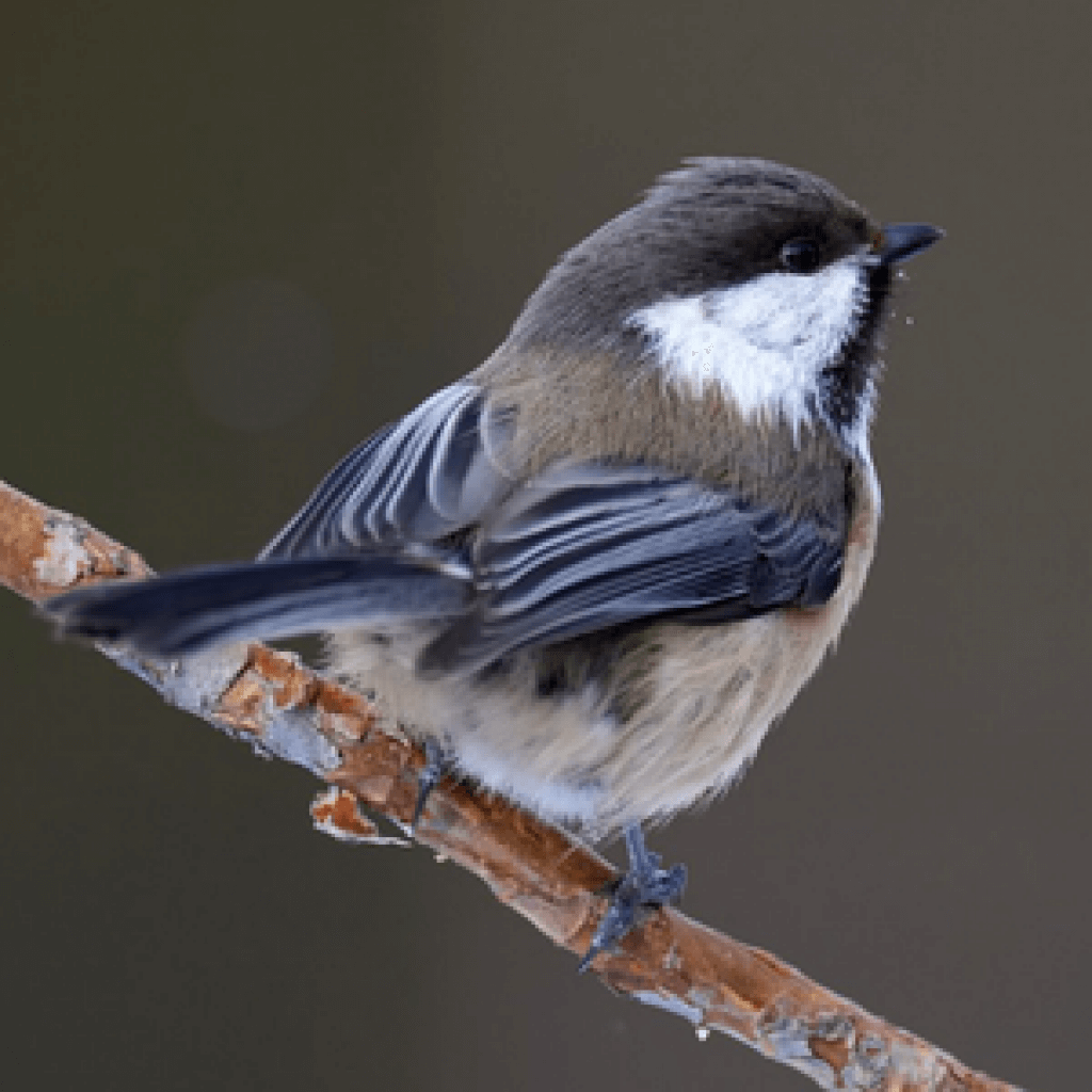 Beloved Backyard Bandits: A Guide To Chickadees - ABC