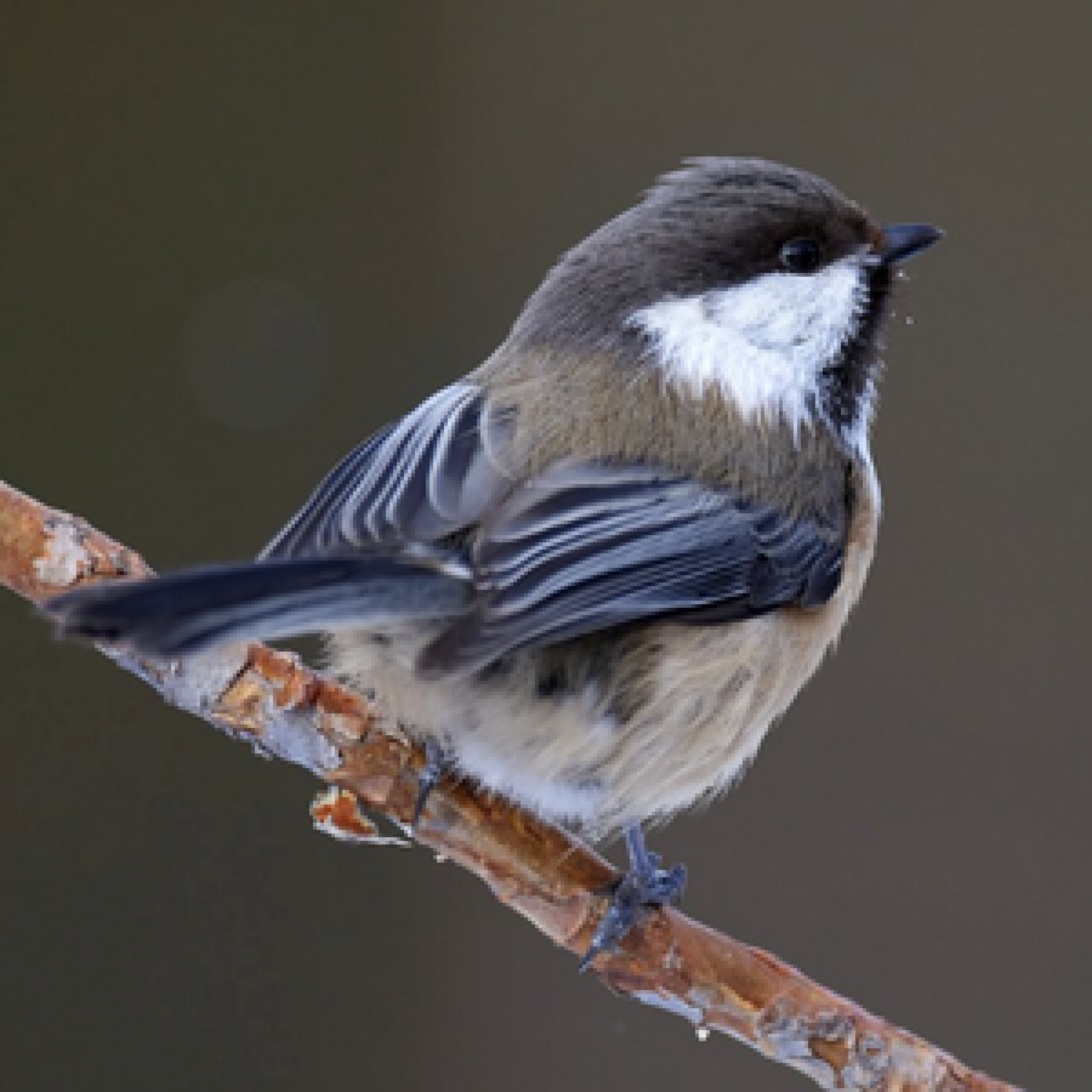 Beloved Backyard Bandits: A Guide to Chickadees - ABC