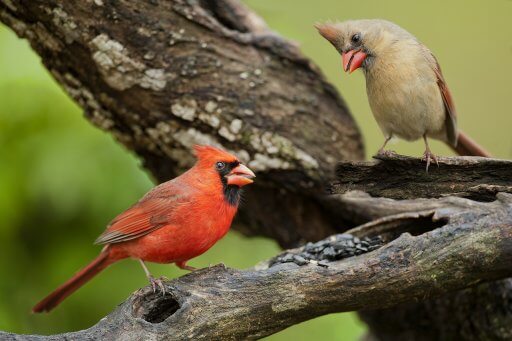 Female Cardinal looking at mate. Photo by Bonnie Taylor Barry/Shutterstock