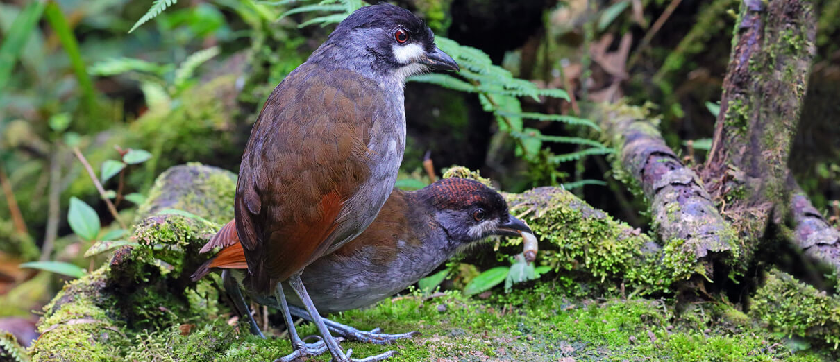 Jocotoco Antpitta adult (left) and immature (right). Photo by Gr