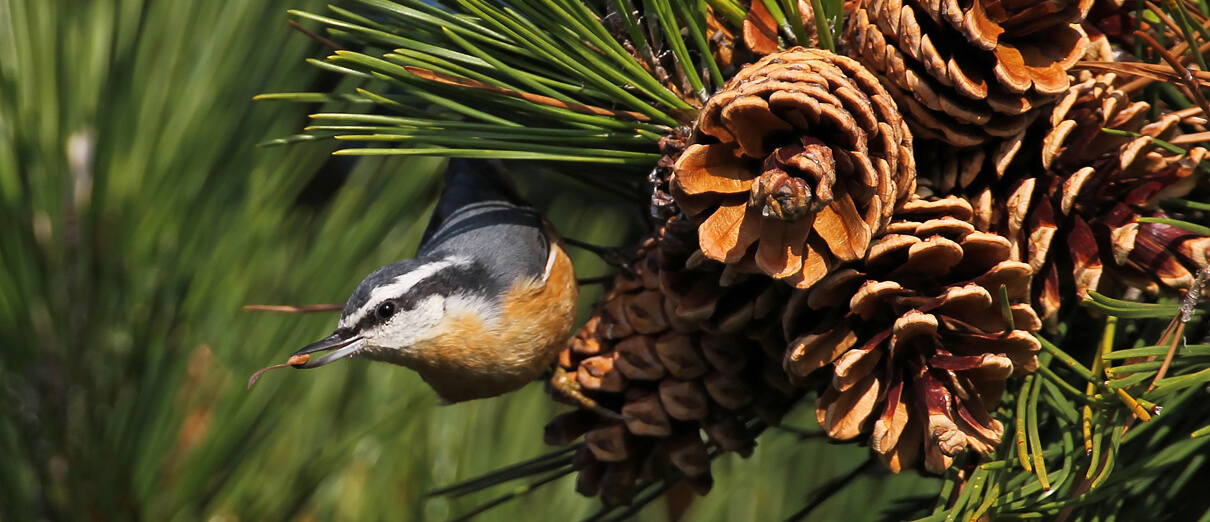 Red-breasted Nuthatch by Betty Rizzotti