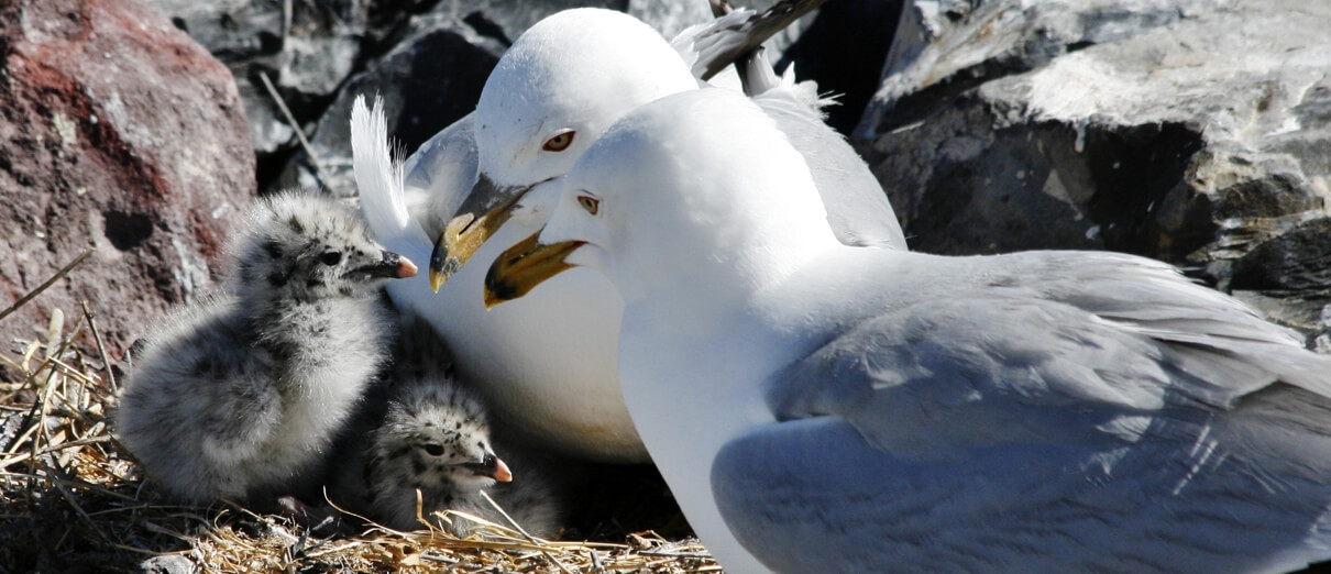 Ring-billed Gulls at nest with chicks. Photo by Kathryn Carlson, Shutterstock
