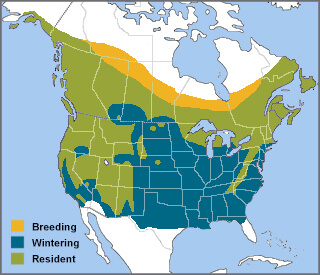 Red-breasted Nuthatch range map by ABC