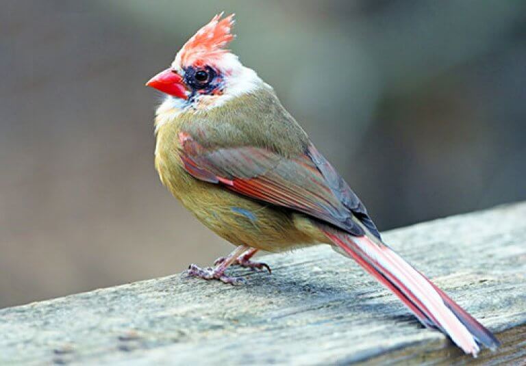 Female Cardinals Identification Tips, Rare Color Variants, And More ABC