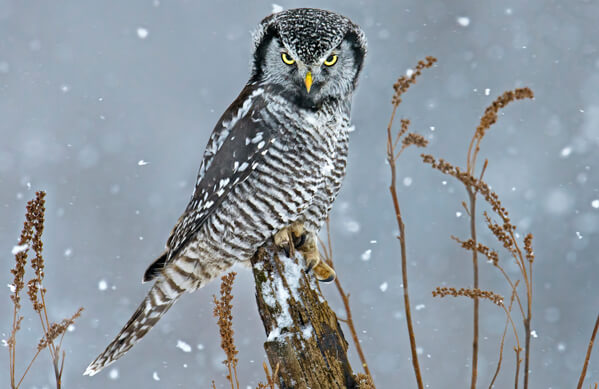 Hawk Owl