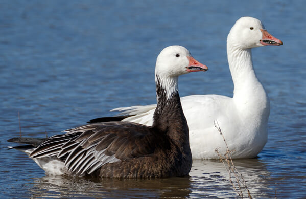 Two snow geese swimming on the water