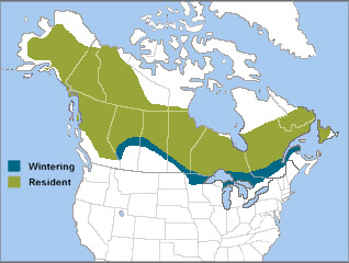 Northern Hawk-Owl range map by ABC