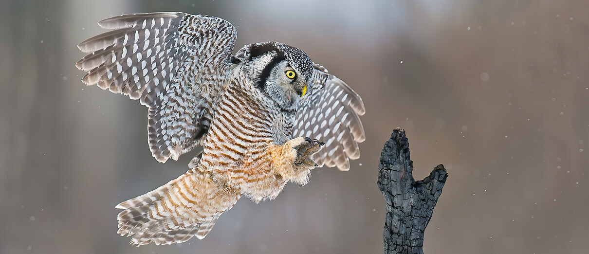 Northern Hawk Owl by Rob Palmer Photography, Shutterstock.