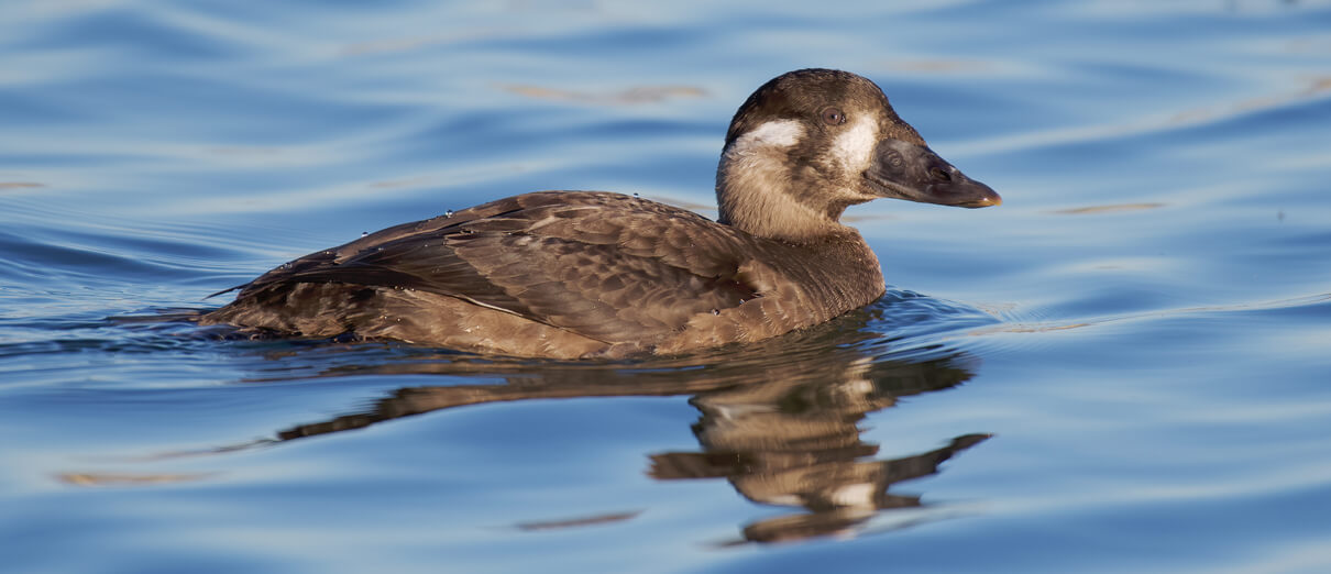 Surf Scoter female. Photo by Certhian Photography/Shutterstock