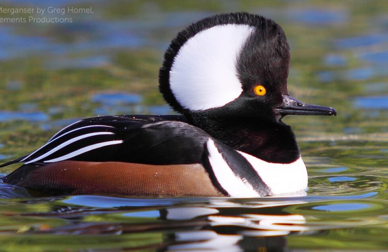 A hooded merganser swimming on the water