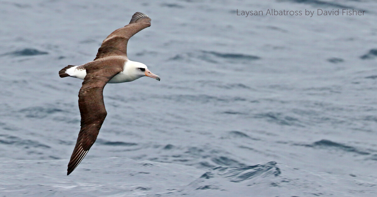 Laysan Albatross flying over the water