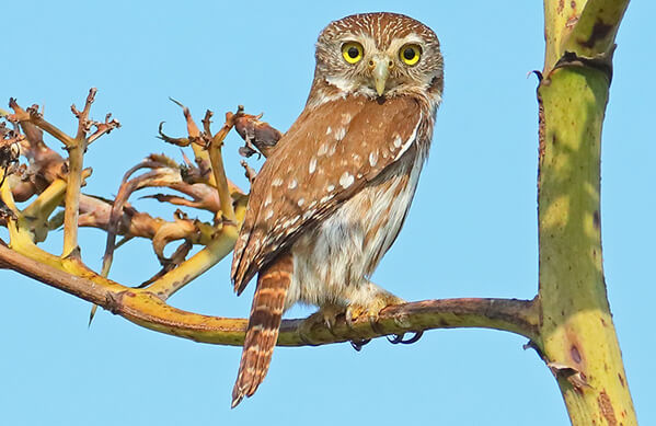 A Ferruginous Pygmy Owl