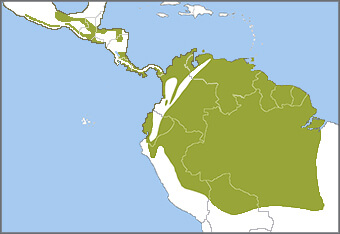 Long-billed Starthroat range map by ABC