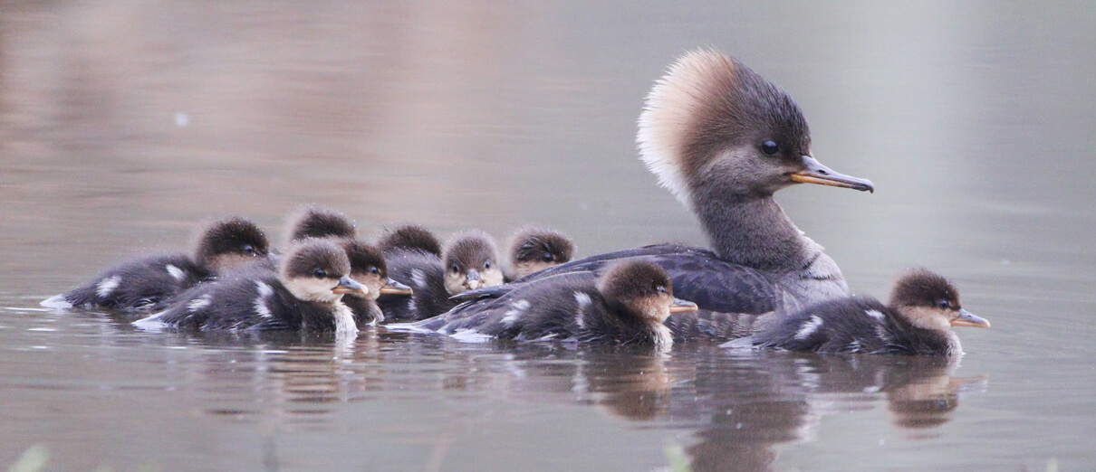 Hooded Merganser hen and chicks. Photo by Melissa Ludwig