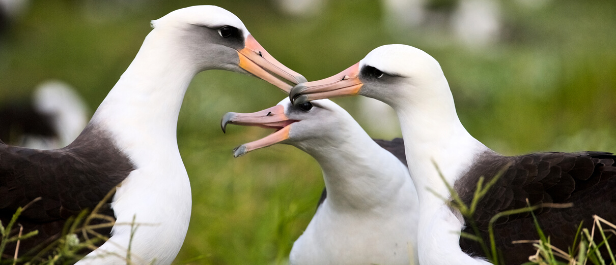 Laysan Albatrosses. Photo by Enrique Aguirre, Shutterstock