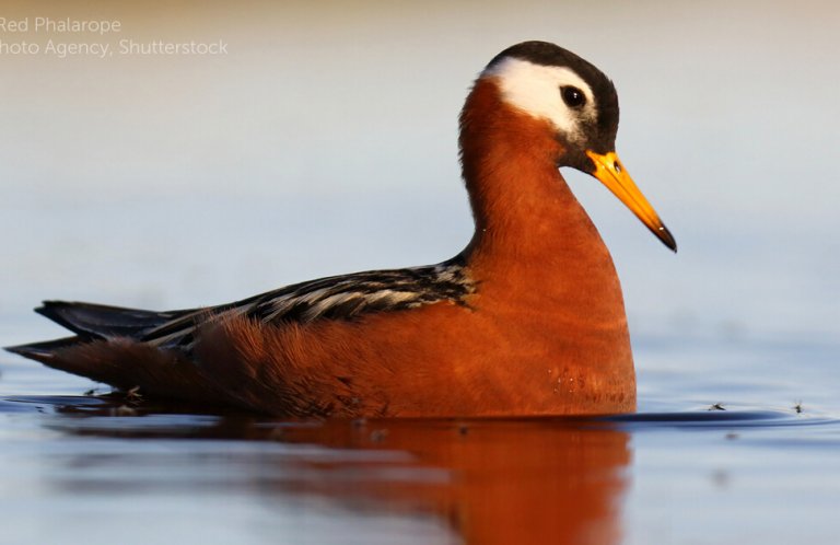 A red phalarope swimming on the water