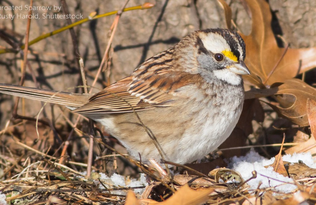 White throated sparrow on the ground
