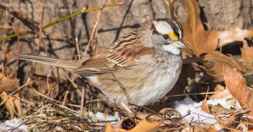 White throated sparrow on the ground