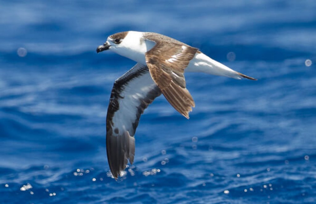 Black capped petrel flying over the water