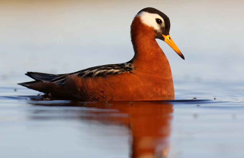 Red Phalarope (female) by Agami Photo Agency, Shutterstock