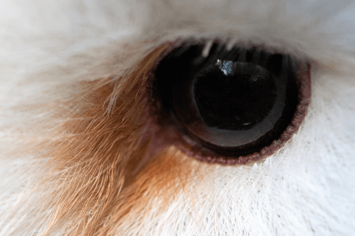 Barn Owl eye