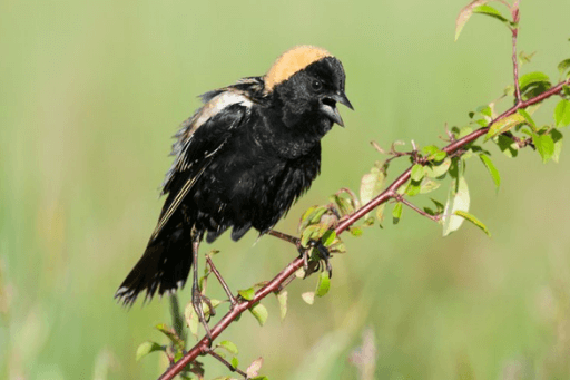 bobolink habitat