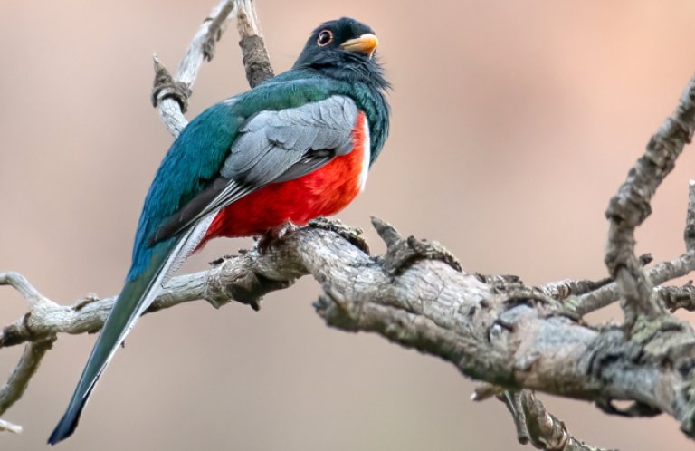 Elegant Trogon by Eivor Kuchta, Shutterstock