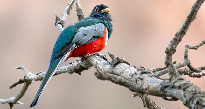 Elegant Trogon - American Bird Conservancy