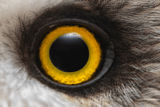 Eye of Short-eared Owl