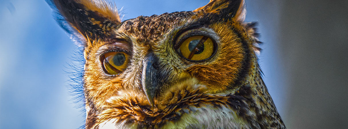 Amazing Facts About Owl Eyes | American Bird Conservancy