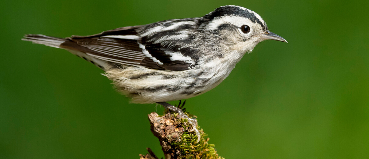 Female Black-and-white Warbler. Photo by Agami Photo Agency, Shutterstock.