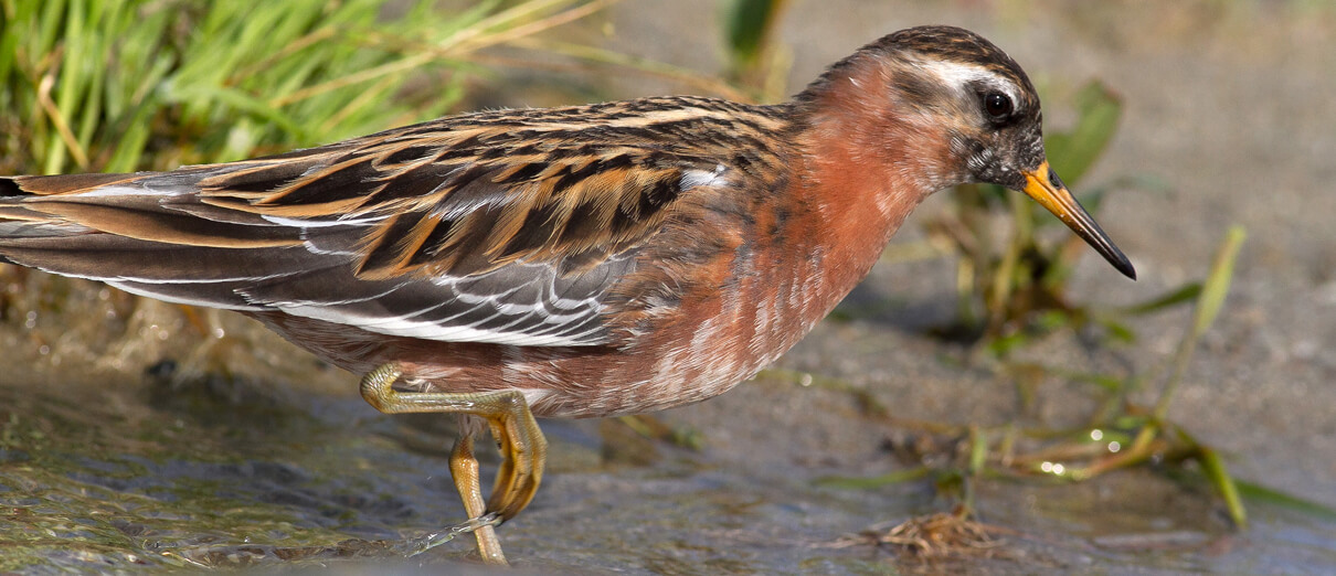 The male Red Phalarope is much less colorful than the female. Photo by Leonard55/Shutterstock
