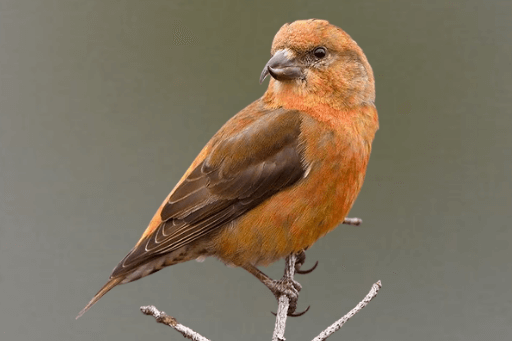 Red Crossbills are a species of birds found in Michigan. 