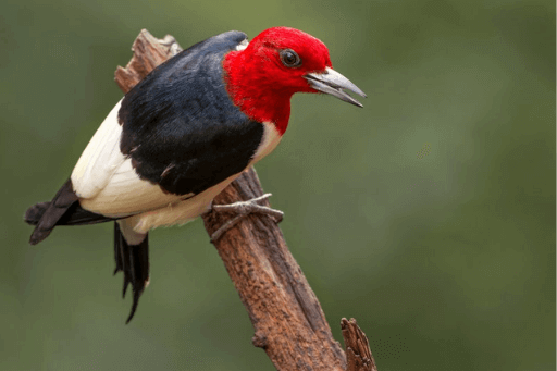 Red-headed woodpeckers are found in Michigan.