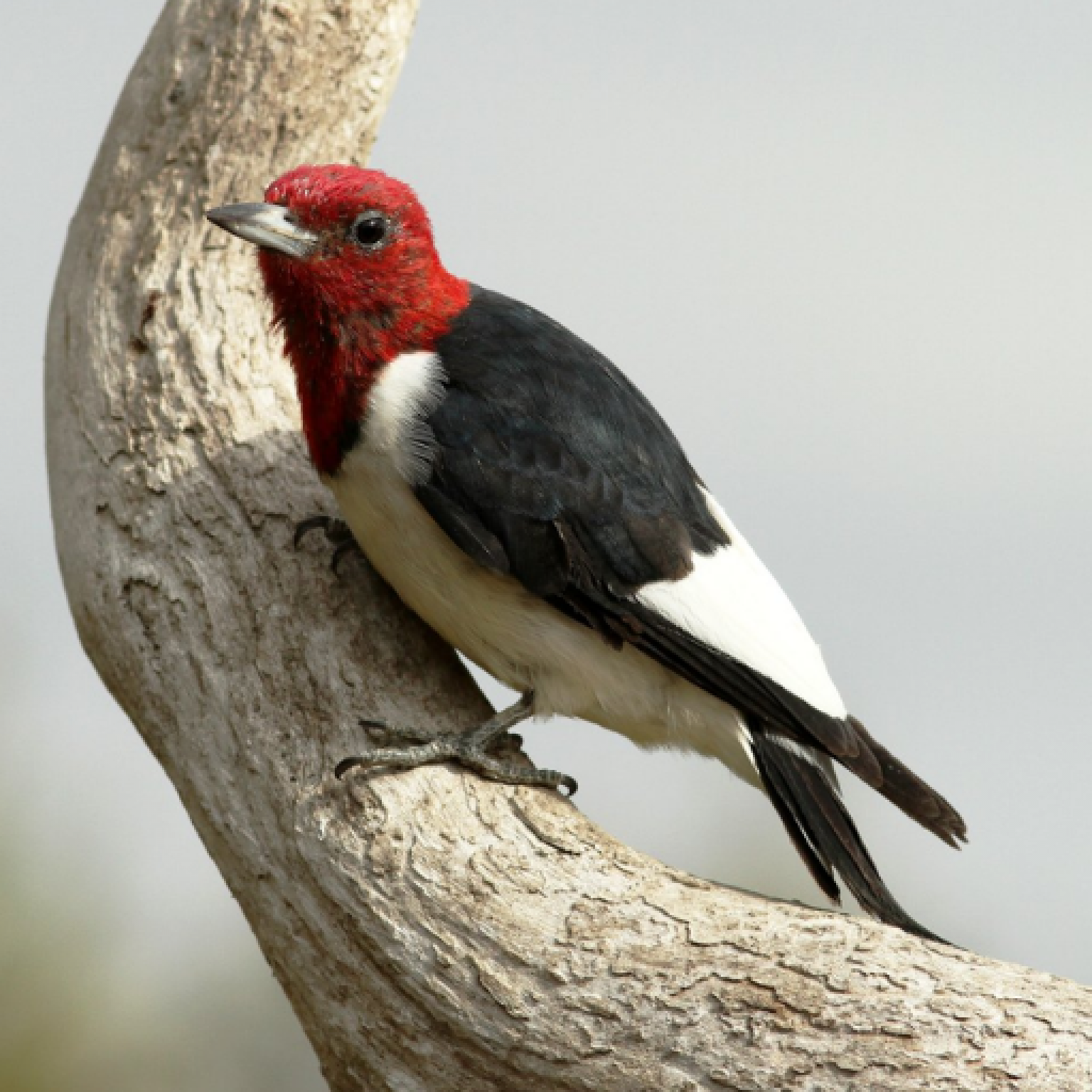Nutcrackers, Chisels — and Air Conditioners?! The Diverse World of Bird