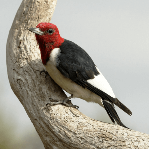 Red-headed Woodpecker. Photo by Sharon Watson/Shutterstock.