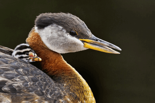 Red-necked Grebes can be spotted in Michigan.