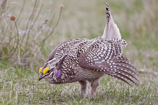 The Sharp-tailed Grouse is a bird species of Michigan.