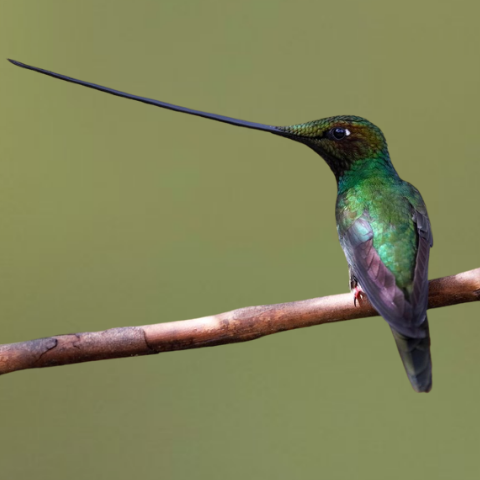 The Diverse World of Bird Beaks American Bird Conservancy