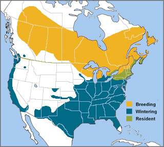 White-throated Sparrow range map by ABC