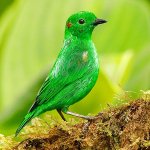 Glistening-green Tanager