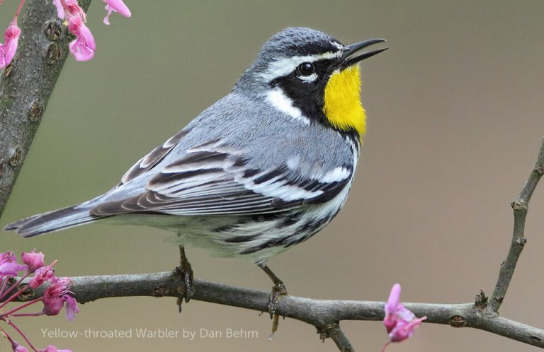 Yellow throated warbler on a branch