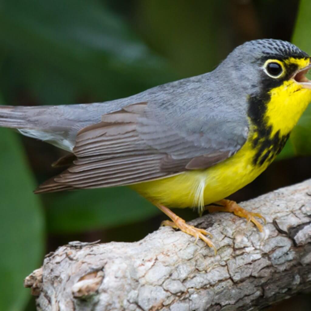 Canada Warbler - American Bird Conservancy