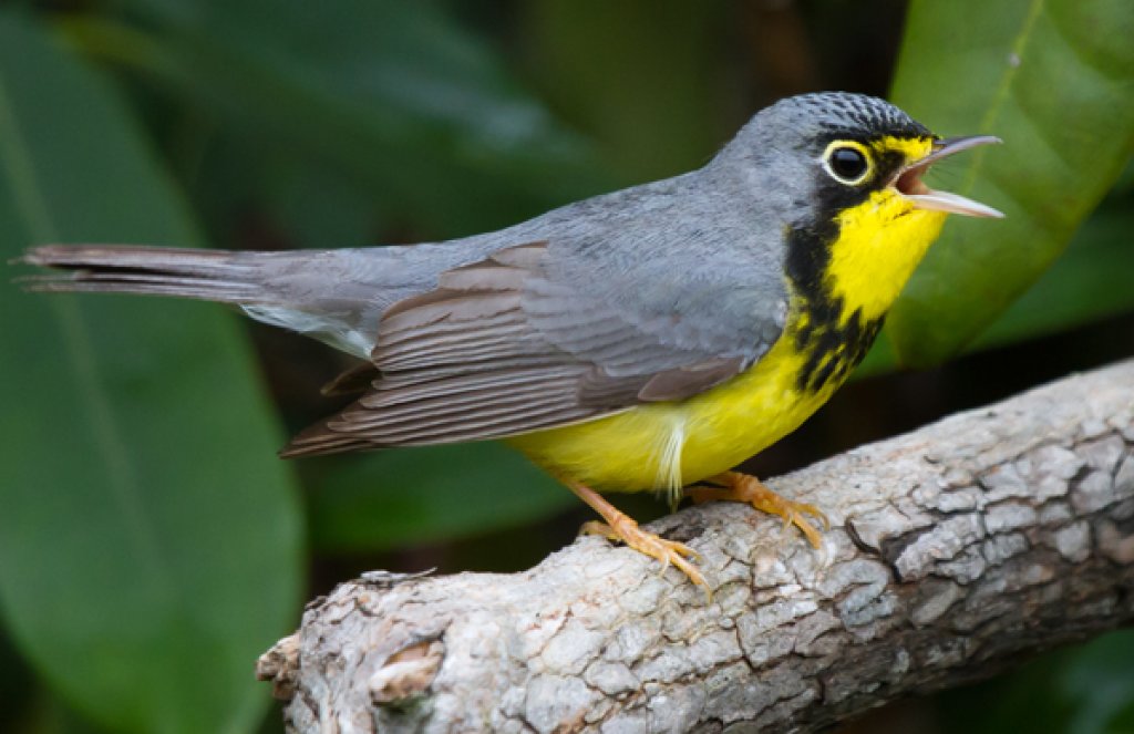 Canada Warbler by Frode Jacobsen