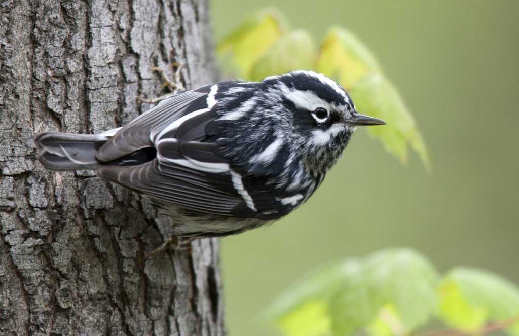 Black-and-white Warbler @Michael Stubblefield